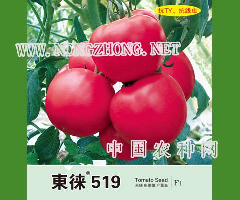 东徕519
